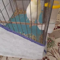 عروس|پرنده|اشترینان, |دیوار