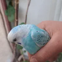 مرغ عشق|پرنده|تبریز, |دیوار