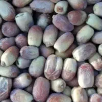 خرما زاهدی فقط 100