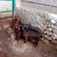 ۴عدد چپیش نر وماده  برای نگه داشتن|حیوانات مزرعه|اردبیل, |دیوار