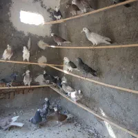 جوجه کفتر پرشی|پرنده|کاشان, کوچه باسکول|دیوار