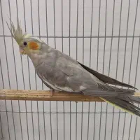 عروس هلندی