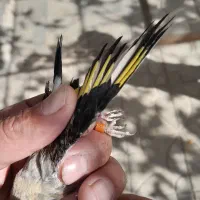 سهره نر.جوجه گلبسر.جوجه سهره .آگهی بخون|پرنده|تربت جام, حافظ|دیوار