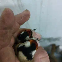 تعدادی سره نر و ماده|پرنده|بندر انزلی, آذربایجان|دیوار