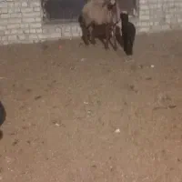 میش بره و بره نر مخصوص قوچ