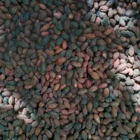 زغال اخته طارم سفلی قزوین|خوردنی و آشامیدنی|قزوین, |دیوار