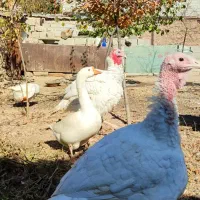 بوقلمون نژاد هلندی بیوتی۶|حیوانات مزرعه|اردبیل, |دیوار