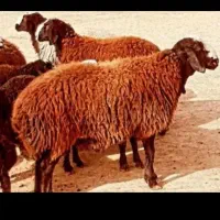 بره نر گوشتی