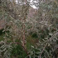 نهال سنجد حاج حسین