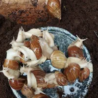 حراج حلزون اچاتینا مولد