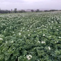 اجاره ۸۰ متری