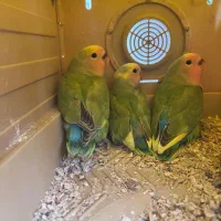 طوطی برزیلی 3 ماهه سر حال