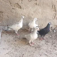 کبوتر|پرنده|برازجان, |دیوار