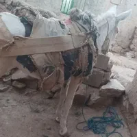 خرماده جوان