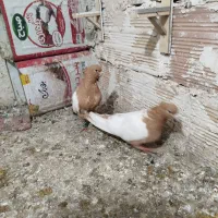 سینه زرد. راست افشون