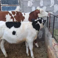 سیمینتال وهلشتاین|حیوانات مزرعه|چهاردولی, |دیوار