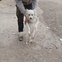 سگ پا کوتاه نر فروشی