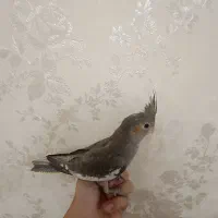 عروس هلندی دو ماهه|پرنده|کرج, پیشاهنگی|دیوار