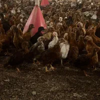 اردک پکنی صحیح سالم واکسن خورده|حیوانات مزرعه|جوادآباد, |دیوار