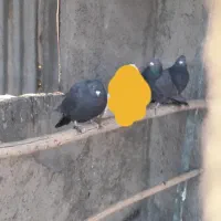 کبوتر پلاکی|پرنده|محمدشهر, محمدشهر|دیوار