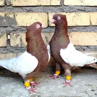 کفتر سینه سرخ سینه سیاه