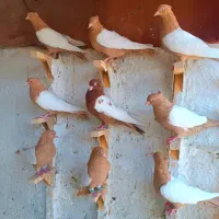 سینه سرخ|پرنده|شیراز, دلگشا|دیوار