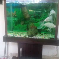 آکواریوم به همراه ماهی و لوازم و میز فوری فروشی|ماهی|تهران, اوقاف|دیوار