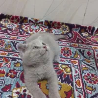بچه گربه