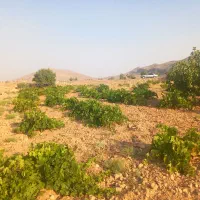 فروش باغ ثمری بر جاده اصلی روستای بردج قابل معاوضه|فروش زمین و ملک کلنگی|شیراز, نصر|دیوار