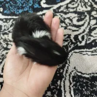 بچه خرگوش|موش و خرگوش|فسا, |دیوار