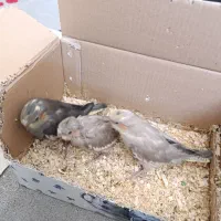 جوجه عروس هلندی|پرنده|کرمان, |دیوار