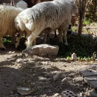 بره ..نر|حیوانات مزرعه|رابر, |دیوار