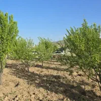 فروش-باغ-5-ساله-کوشک-هزار-بیضا