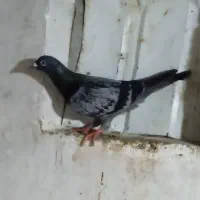 کبوتر دوبر|پرنده|لیسار, |دیوار