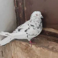 نروماده ترمه ی اصفهانی|پرنده|برخوار, |دیوار