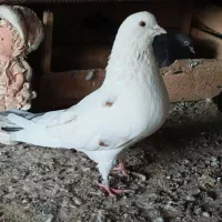 خالـپیس|پرنده|بندرعباس, |دیوار