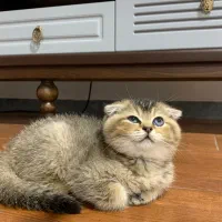 گربه اسکاتیش