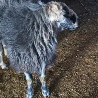 فروش قوچ درجه یک به شرط میش رون