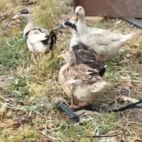 چهار عدد اردک و یک خروس