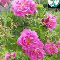 فروش نهال گل محمدی بدون خار فرانسوی