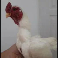 لاری کوشامو