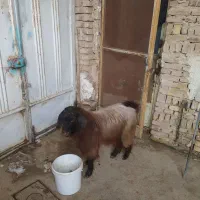 بزغاله فروشی