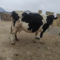 گاو در جع یک