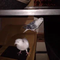 کبوتر رنگی ساده|حیوانات|مشهد, کوی پلیس|دیوار