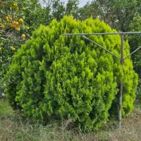 کامیس ارتفاع ۲ قطر بالای ۳