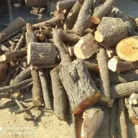 خرید انواع چوب و درخت|خدمات باغبانی و درختکاری|شوشتر, |دیوار