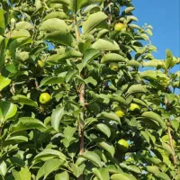 باغچه و باغ / سند اب سهمیه ای /دیوار و در ماشین رو|فروش زمین و ملک کلنگی|تهران, نعمت‌آباد|دیوار