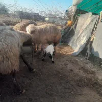 میش بره|حیوانات مزرعه|گتوند, |دیوار