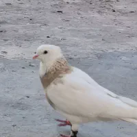 کبوتر طوقی|پرنده|خرمشهر, |دیوار