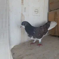 کفتر،کبوتر دمگیر زره ای مخملی|پرنده|اصفهان, بوستان ناژوان|دیوار
